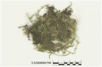 藏品(緋垂苔)的圖片